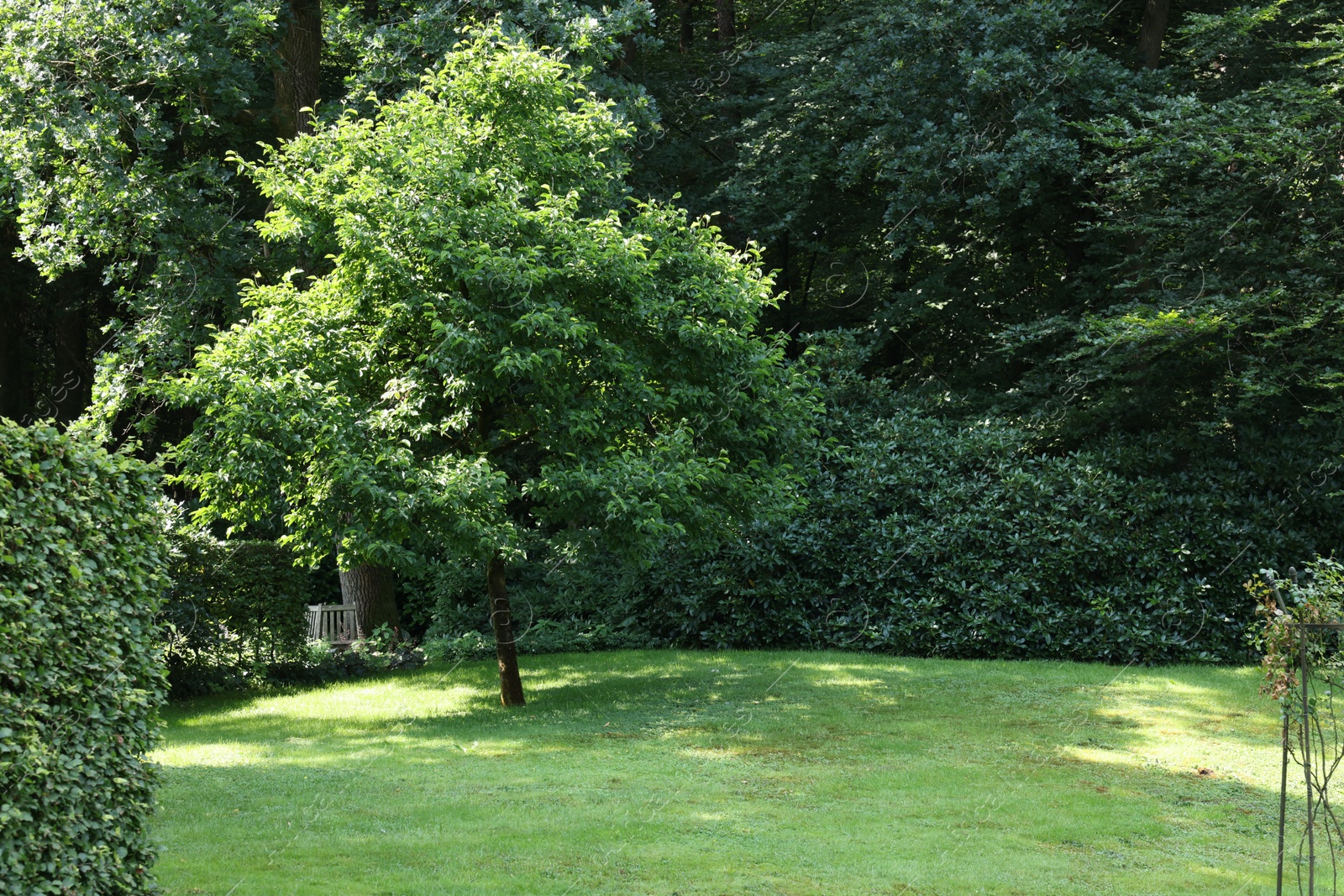 Photo of Beautiful lawn with green grass and bushes outdoors