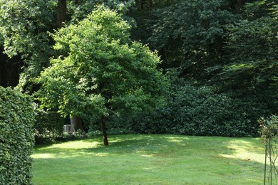 Photo of Beautiful lawn with green grass and bushes outdoors