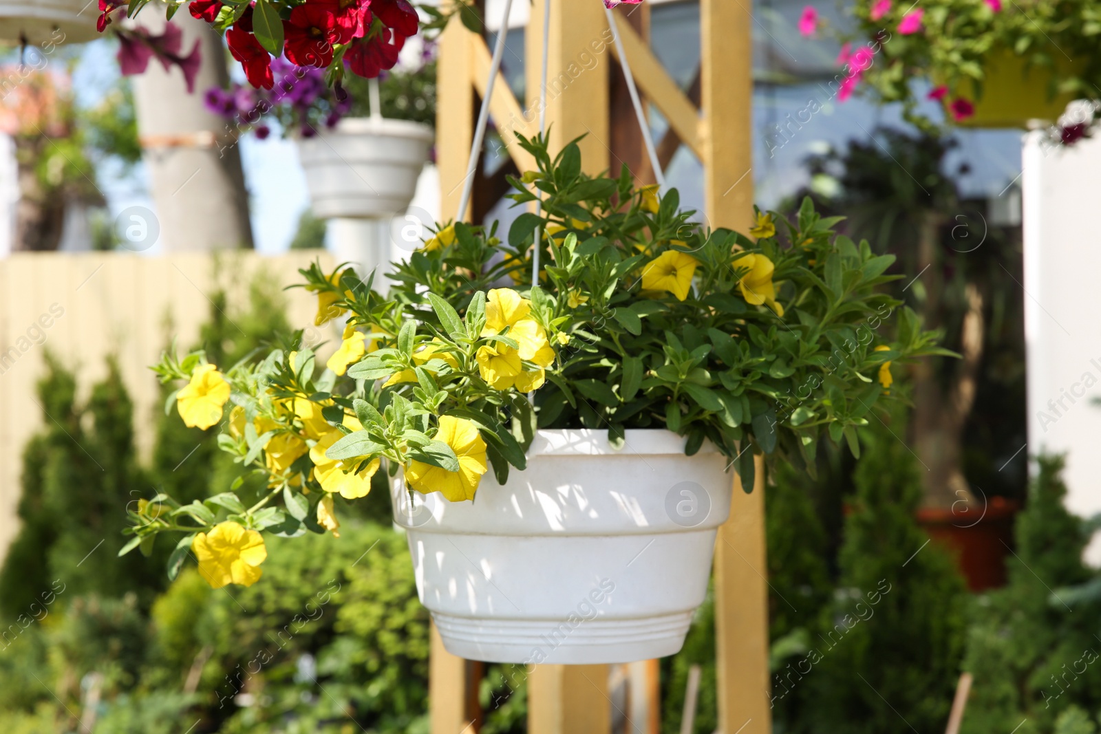 Photo of Beautiful petunia flowers in plant pot hanging outdoors