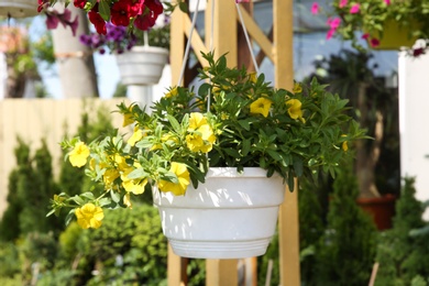 Photo of Beautiful petunia flowers in plant pot hanging outdoors