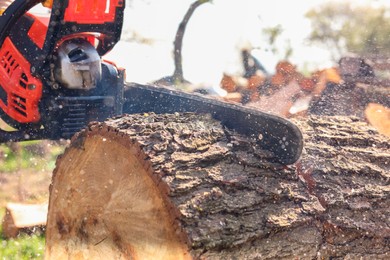 Photo of Sawing wooden log on sunny day, closeup