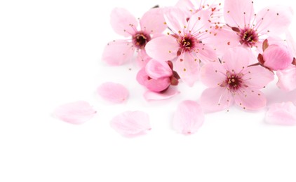 Photo of Beautiful pink sakura tree blossoms isolated on white