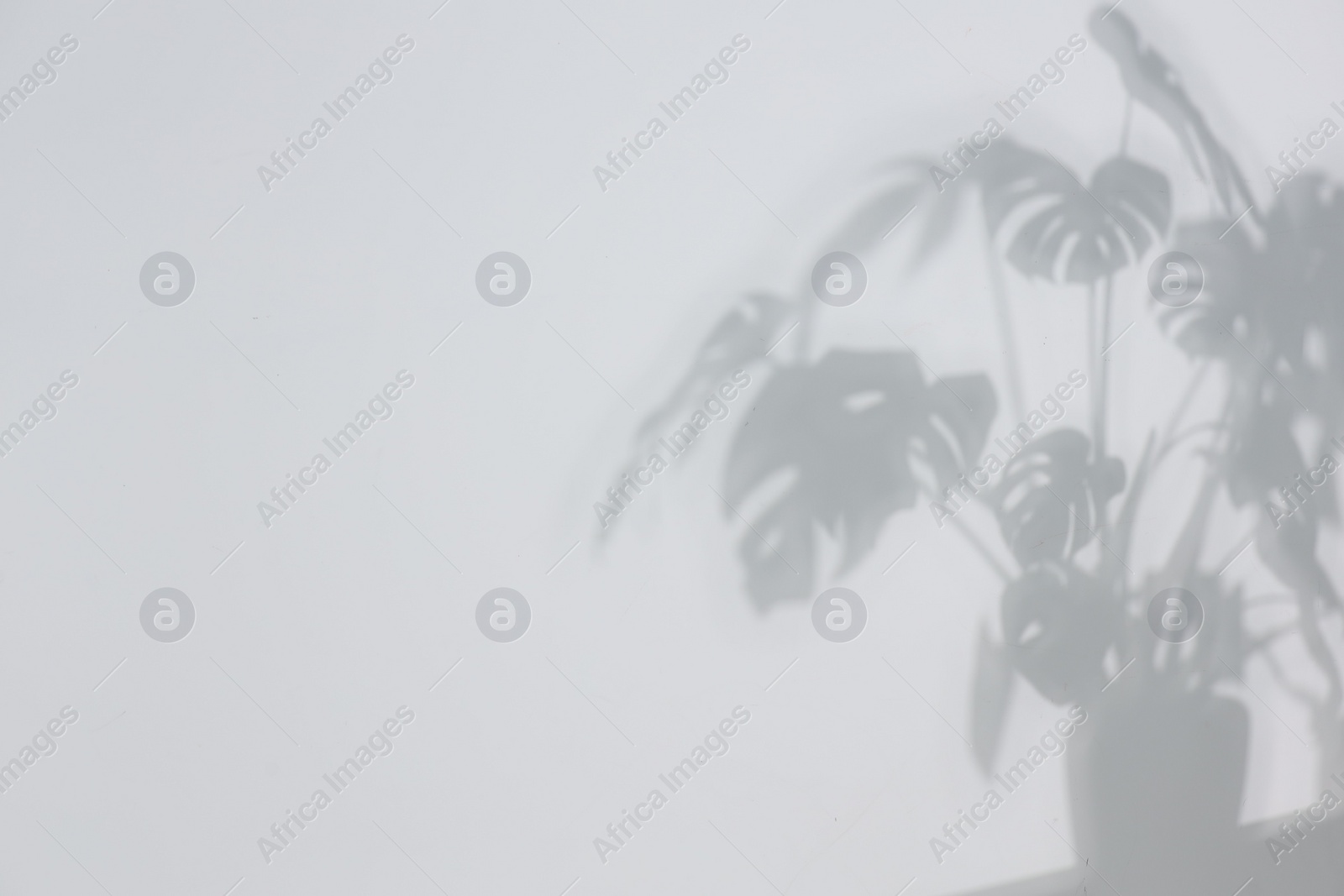 Photo of Shadow of plant falling on white wall, space for text