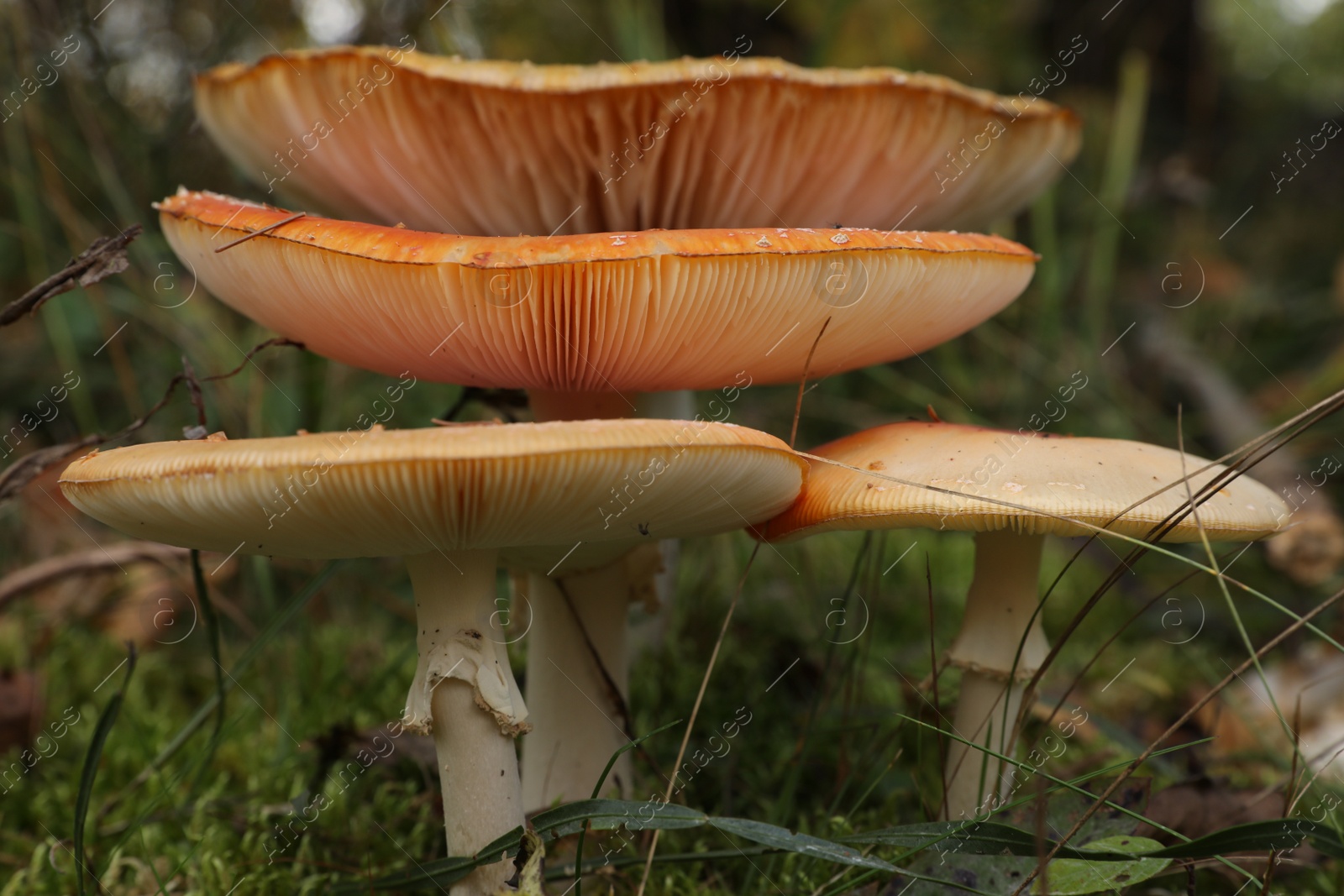 Photo of Beautiful mushrooms growing in forest, closeup view