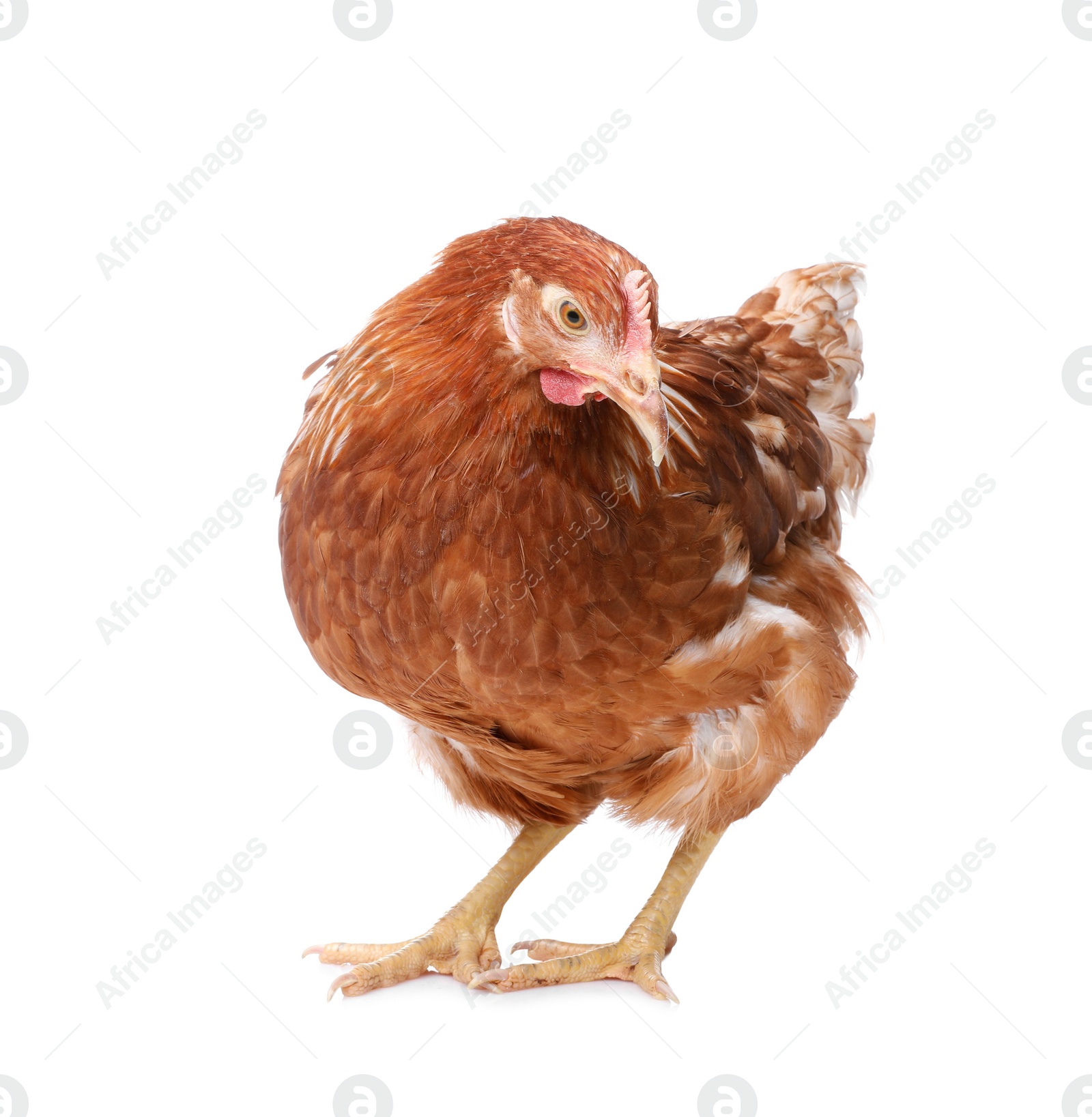 Photo of Beautiful chicken on white background. Domestic animal