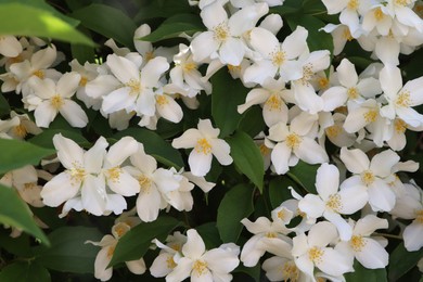 Photo of Closeup view of beautiful blooming white jasmine shrub outdoors