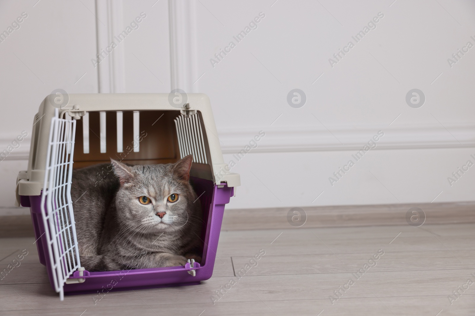 Photo of Travel with pet. Cute cat in carrier on floor near white wall indoors, space for text