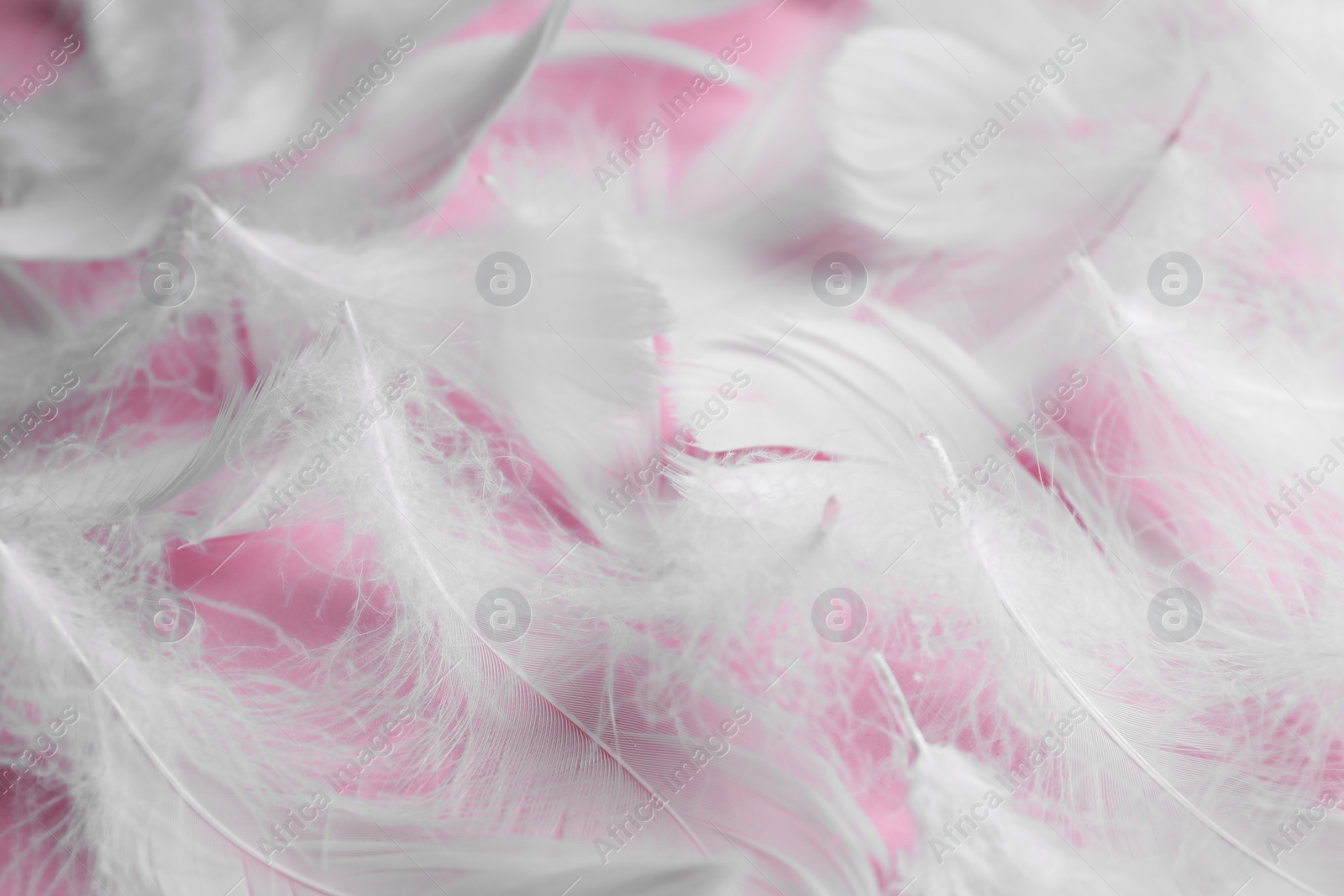 Photo of Many fluffy bird feathers on pink background, closeup