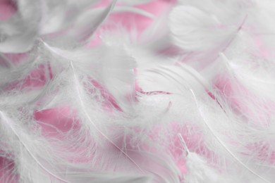 Many fluffy bird feathers on pink background, closeup