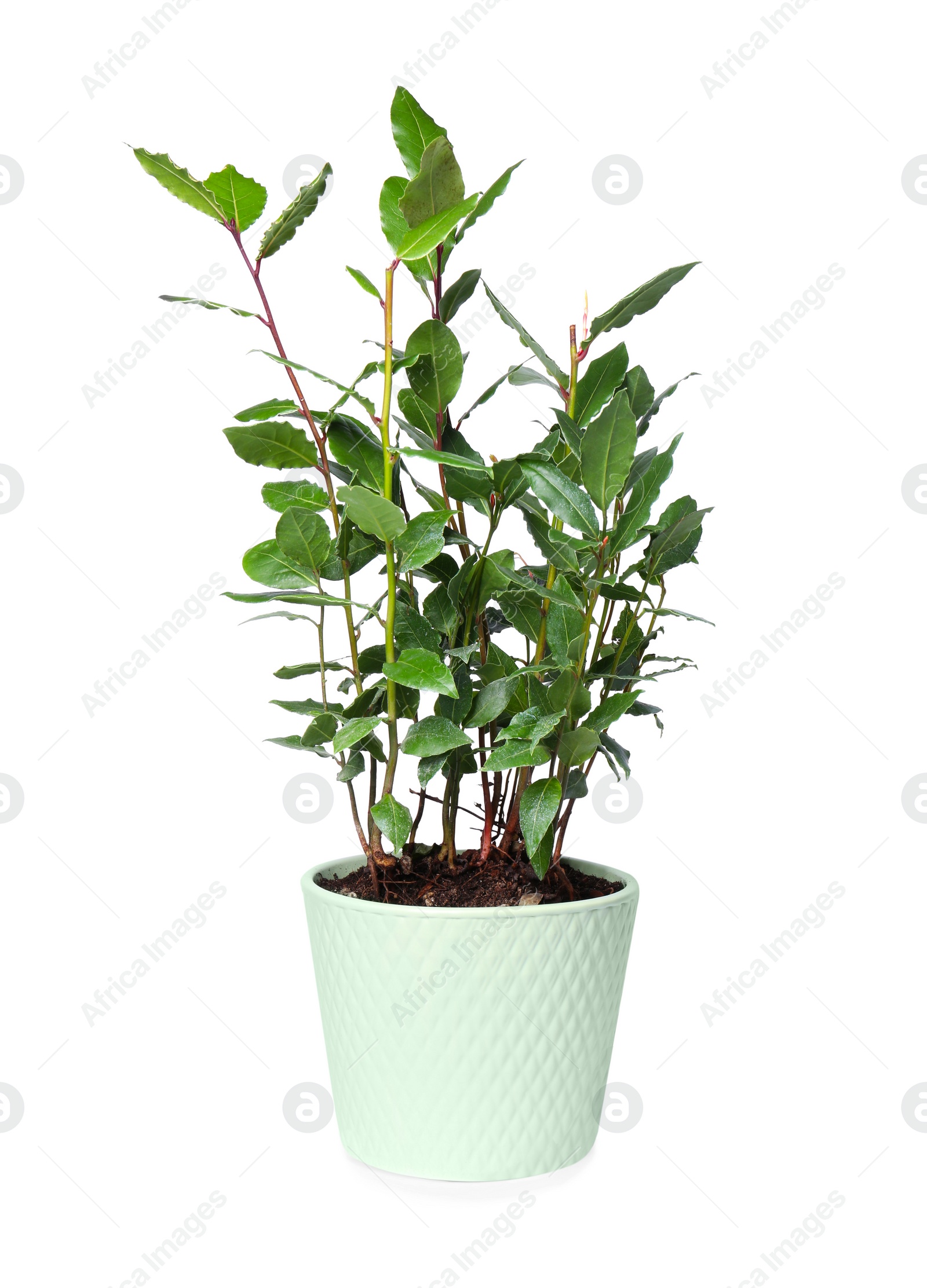 Photo of Beautiful bay tree with leaves growing in pot isolated on white