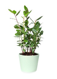 Photo of Beautiful bay tree with leaves growing in pot isolated on white