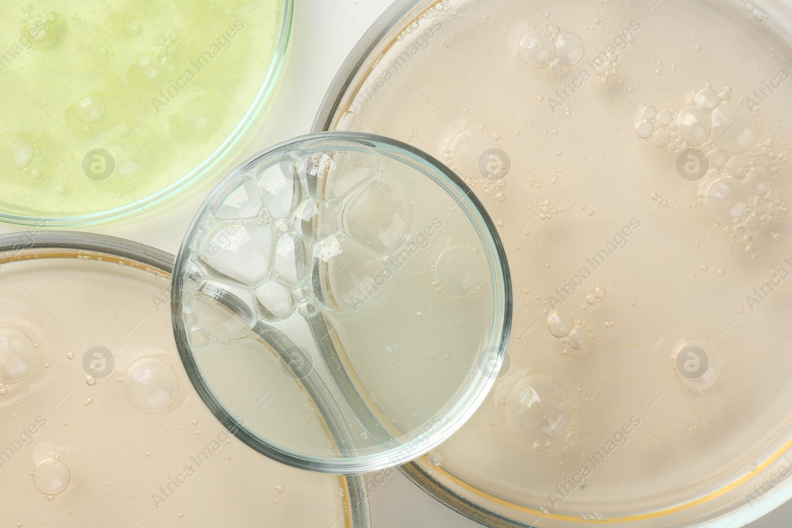 Photo of Petri dishes with different liquid samples on white background, top view