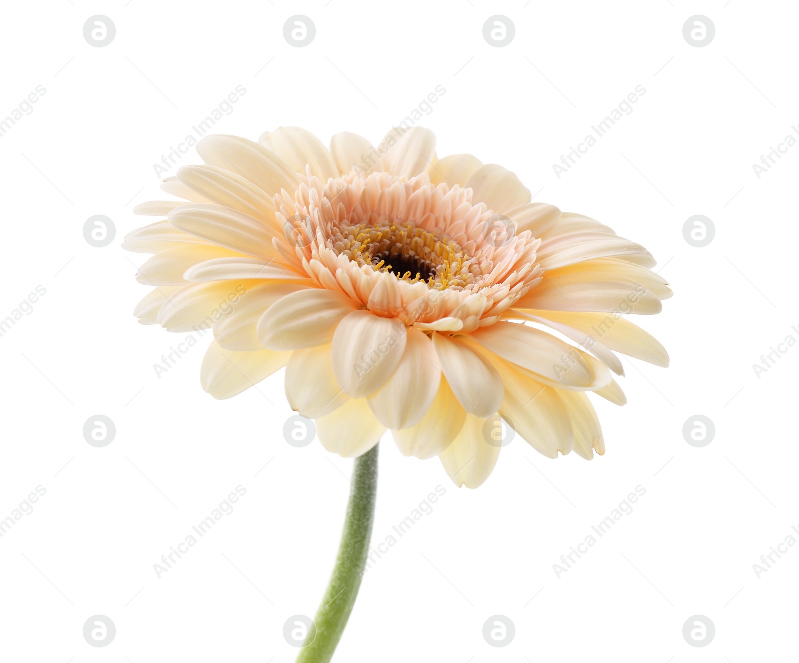 Photo of One beautiful tender gerbera flower isolated on white