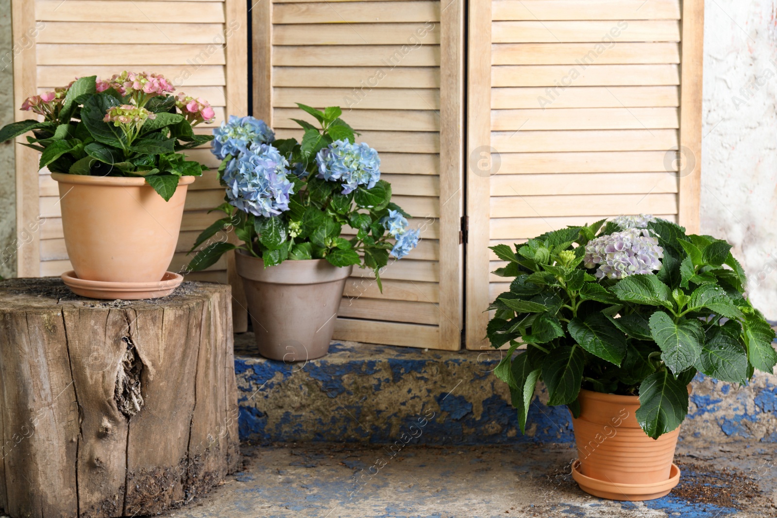 Photo of Beautiful blooming hortensia plants in pots outdoors