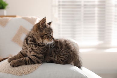 Photo of Cute tabby kitten on sofa indoors. Baby animal