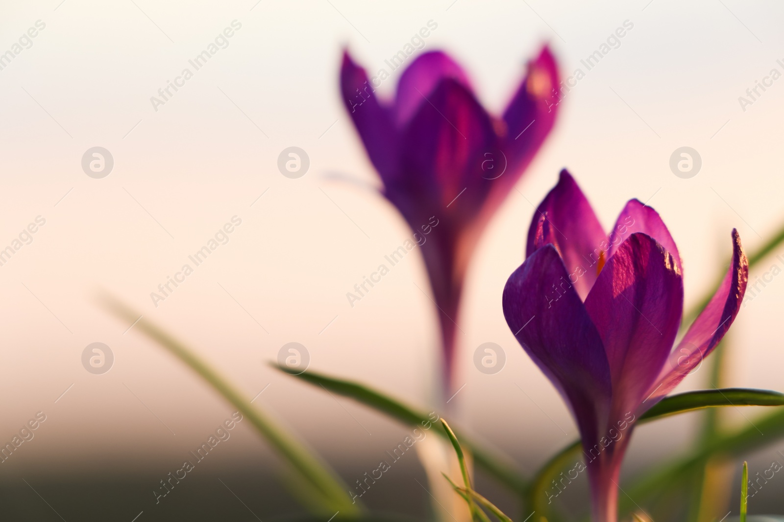 Photo of Fresh purple crocus flowers growing in spring morning, closeup. Space for text