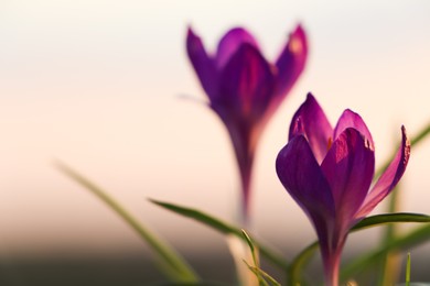 Fresh purple crocus flowers growing in spring morning, closeup. Space for text