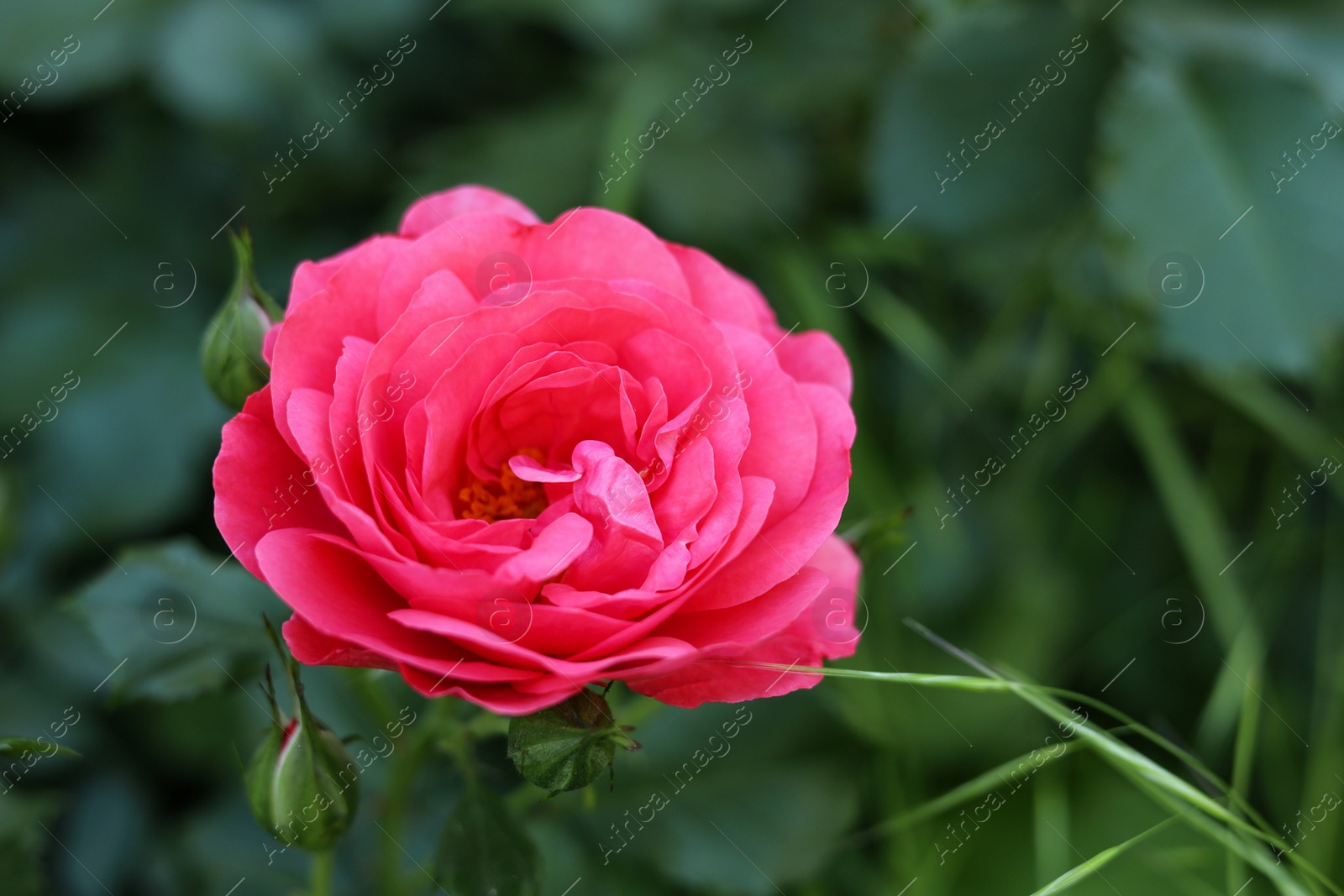 Photo of Beautiful pink rose on bush outdoors, closeup