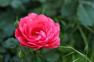 Photo of Beautiful pink rose on bush outdoors, closeup