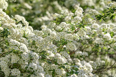 Photo of Beautiful spiraea shrub with white blossom on sunny day