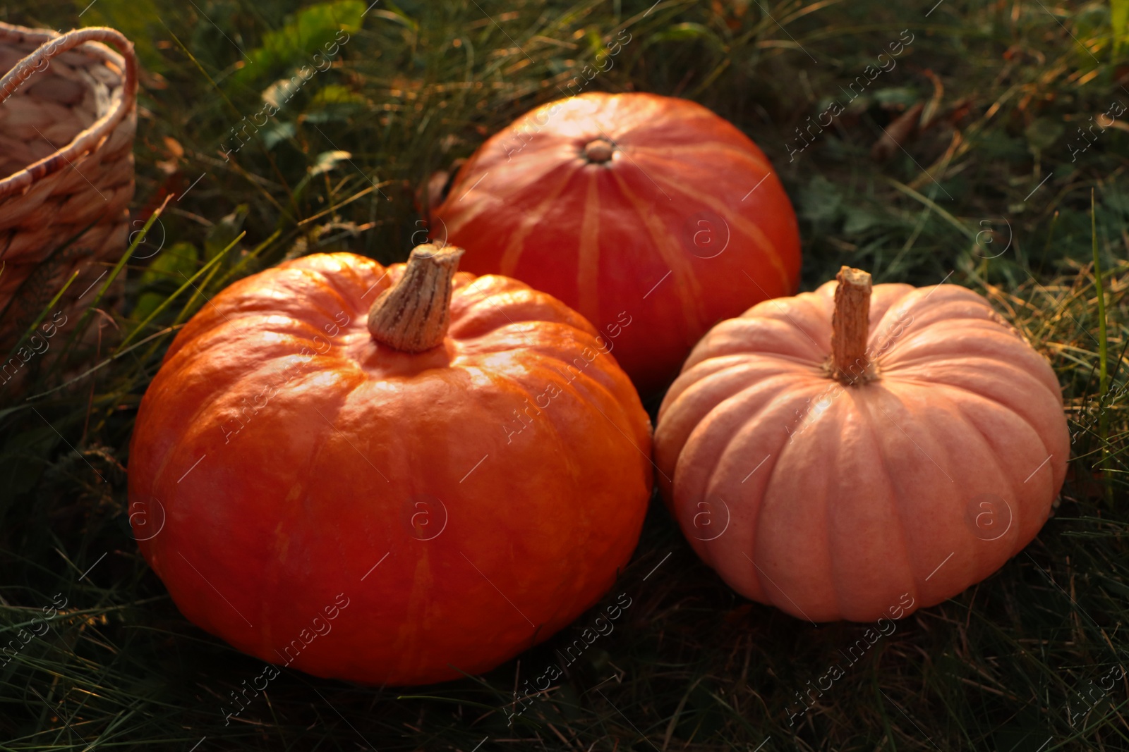 Photo of Whole ripe pumpkins among green grass outdoors
