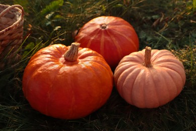 Whole ripe pumpkins among green grass outdoors