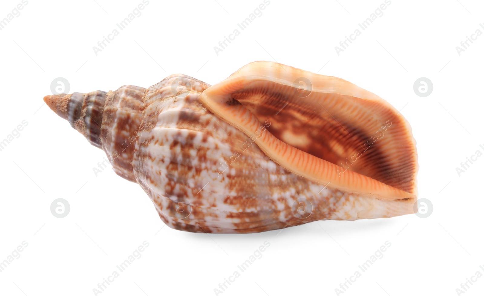 Photo of Beautiful seashell isolated on white. Beach object