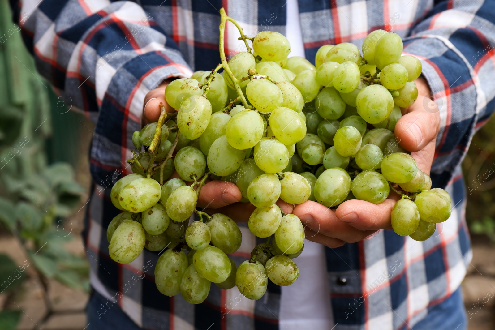 Photo of Farmer holding bunch of ripe grapes in vineyard, closeup