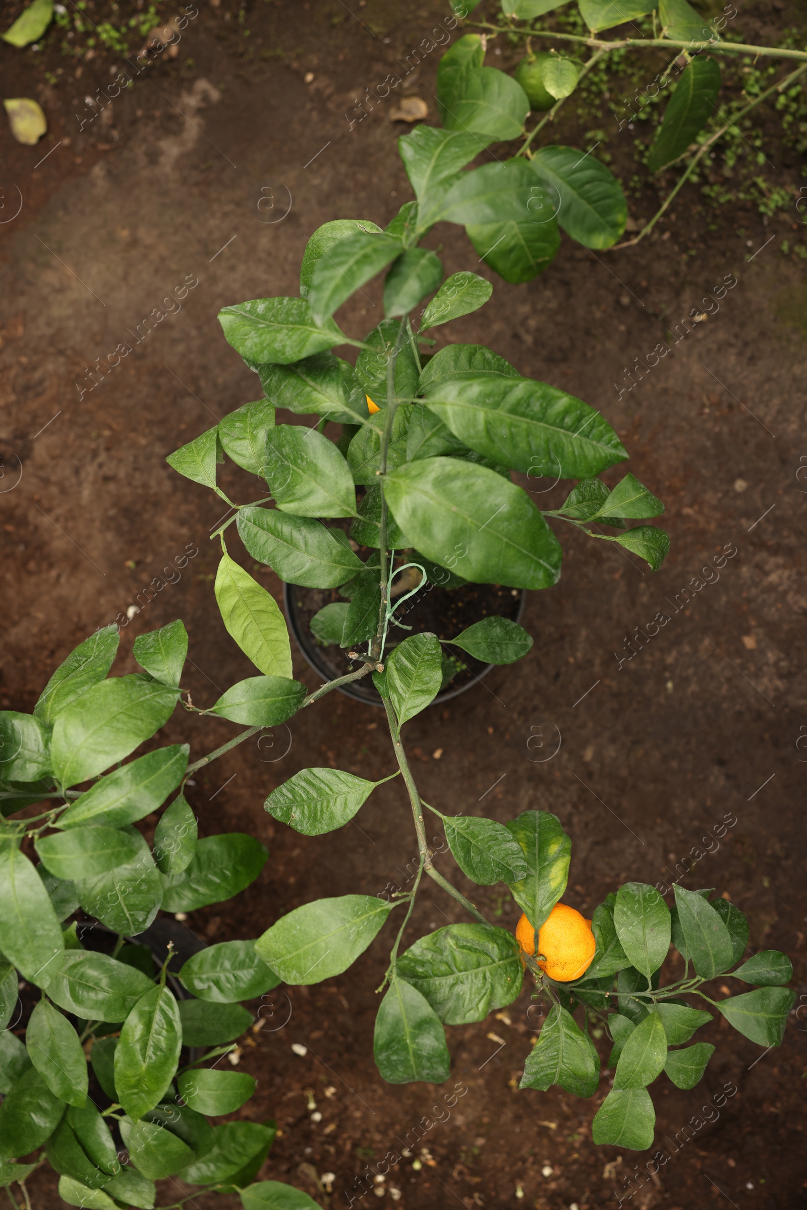 Photo of Potted tangerine tree with ripe fruit in greenhouse, top view