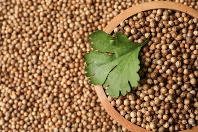 Bowl with dried coriander seeds and green leaf, top view. Space for text