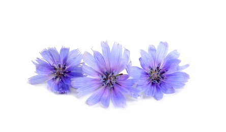 Photo of Beautiful tender chicory flowers on white background
