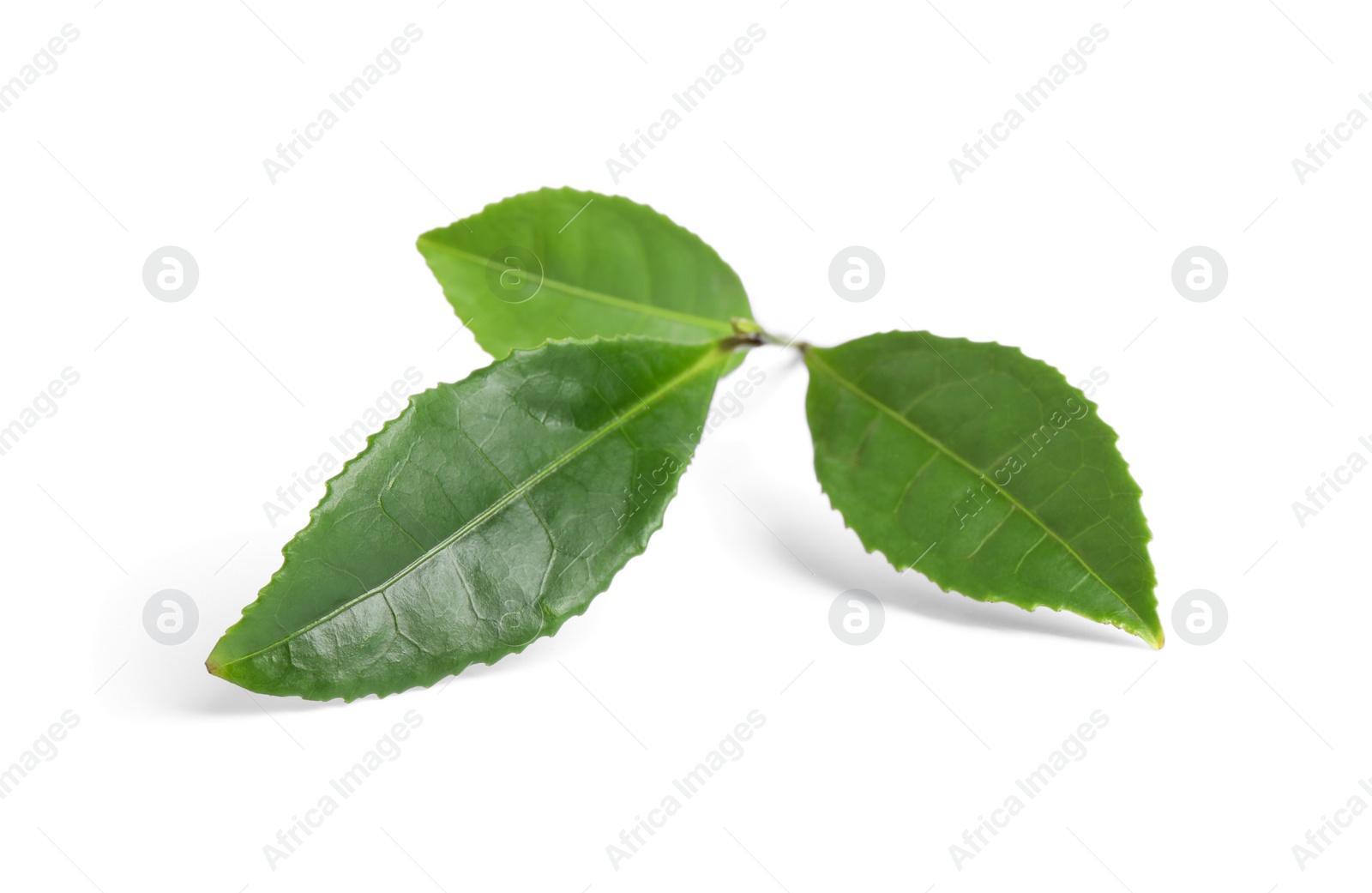 Photo of Green leaves of tea plant isolated on white