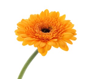 Photo of Beautiful orange gerbera flower isolated on white