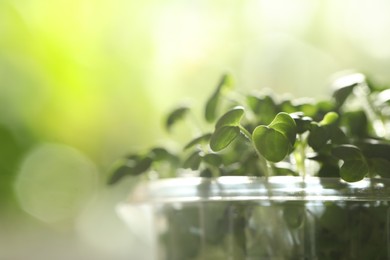 Photo of Sprouted arugula seeds in plastic container, closeup. Space for text