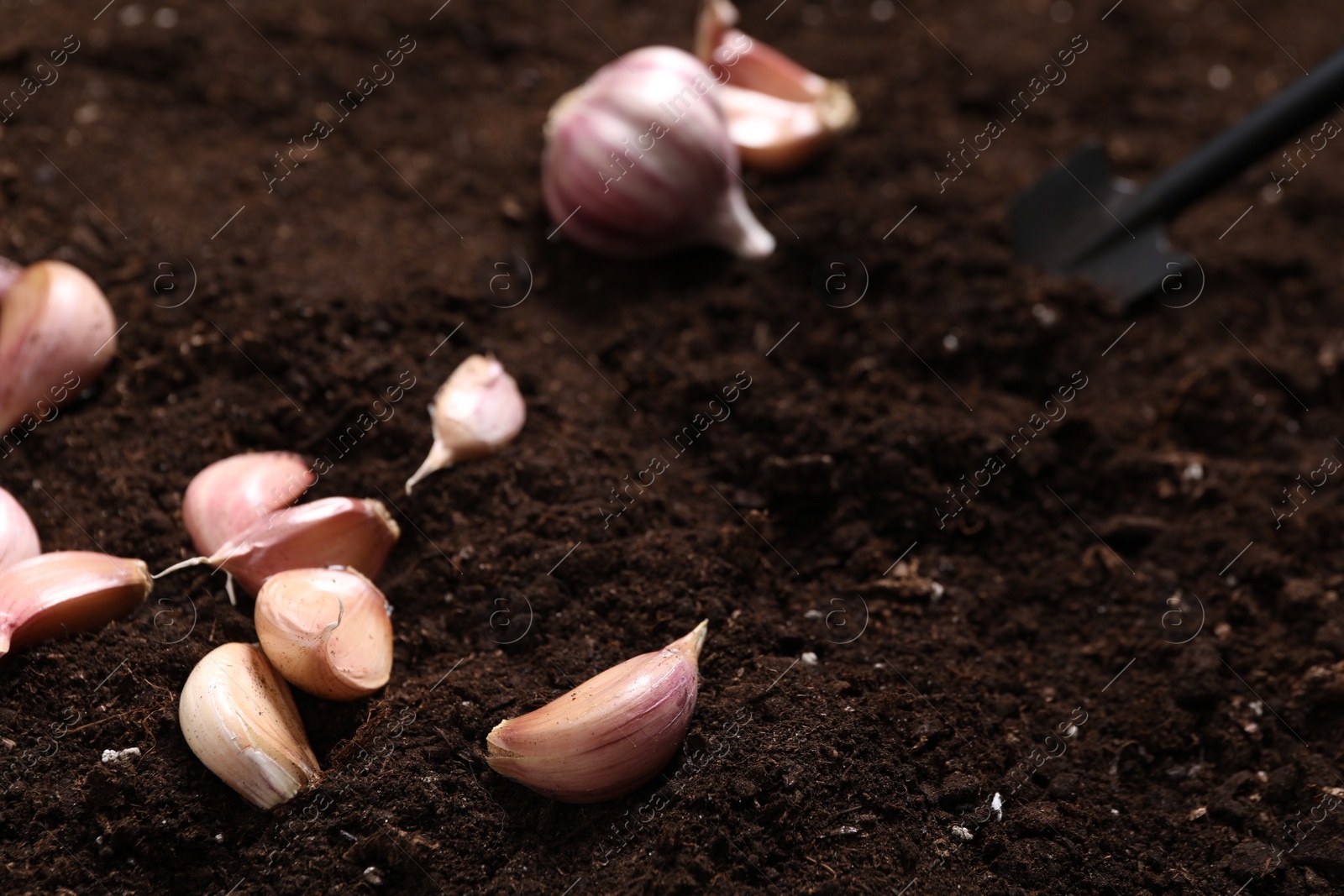 Photo of Vegetable planting. Garlic cloves on fertile soil, closeup