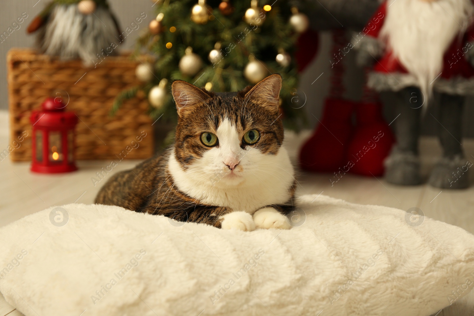 Photo of Cute cat lying on soft pillow near Christmas decor at home. Adorable pet