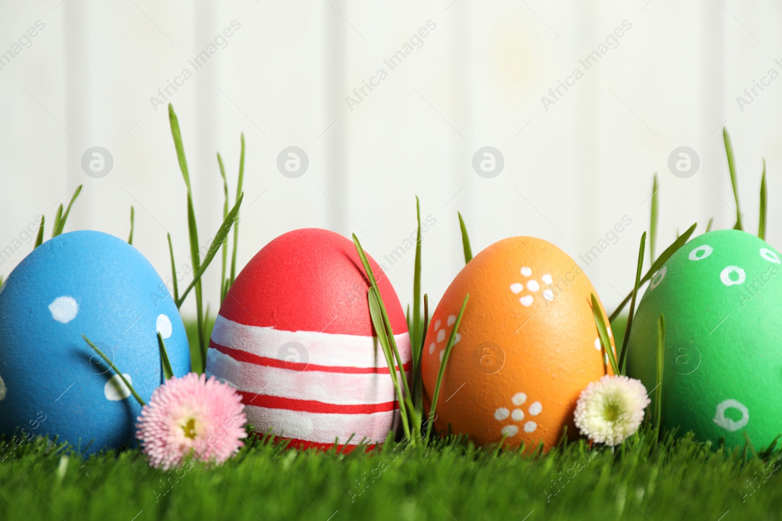 Photo of Colorful Easter eggs and daisy flowers in green grass against white background, closeup
