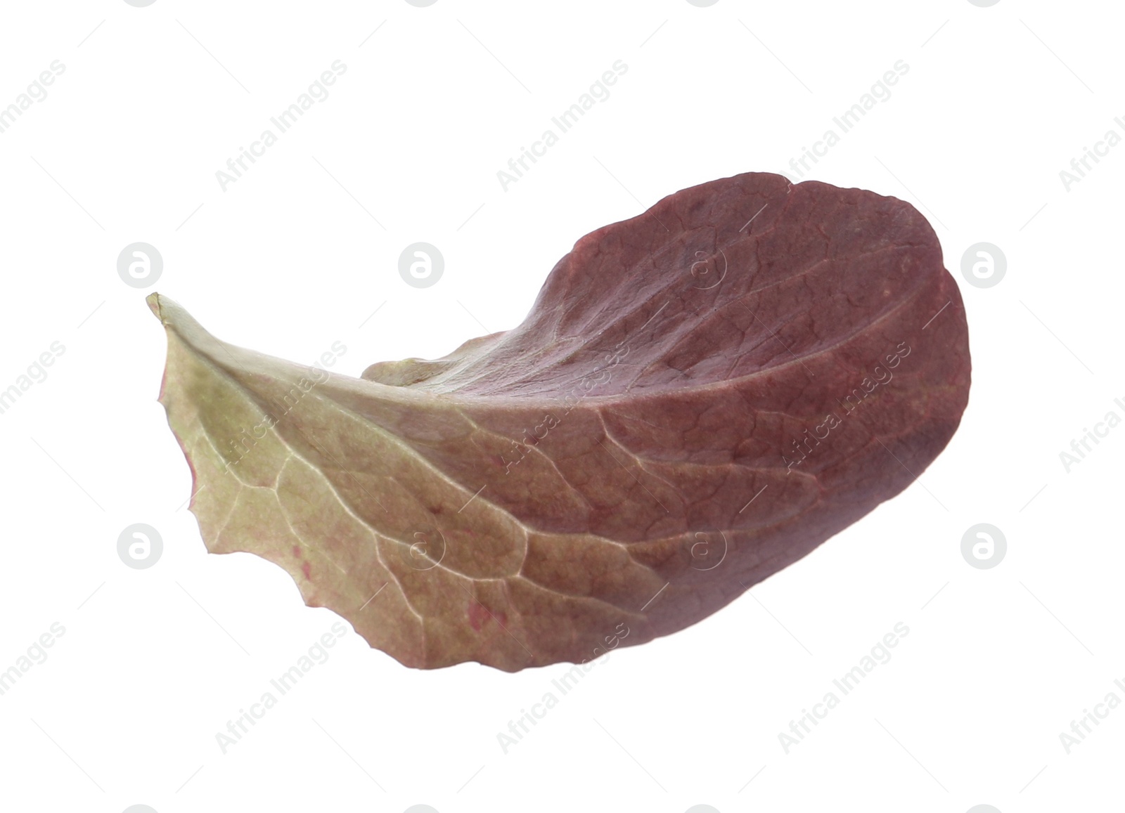 Photo of Leaf of fresh red lettuce isolated on white