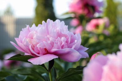 Photo of Blooming peony plant with beautiful pink flowers outdoors, closeup