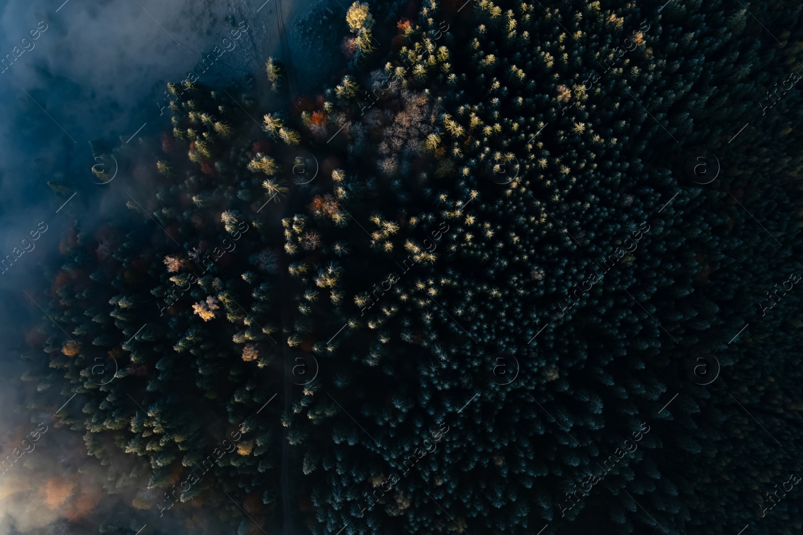 Image of Aerial view of trees covered with hoarfrost in morning. Misty autumn forest. Drone photography