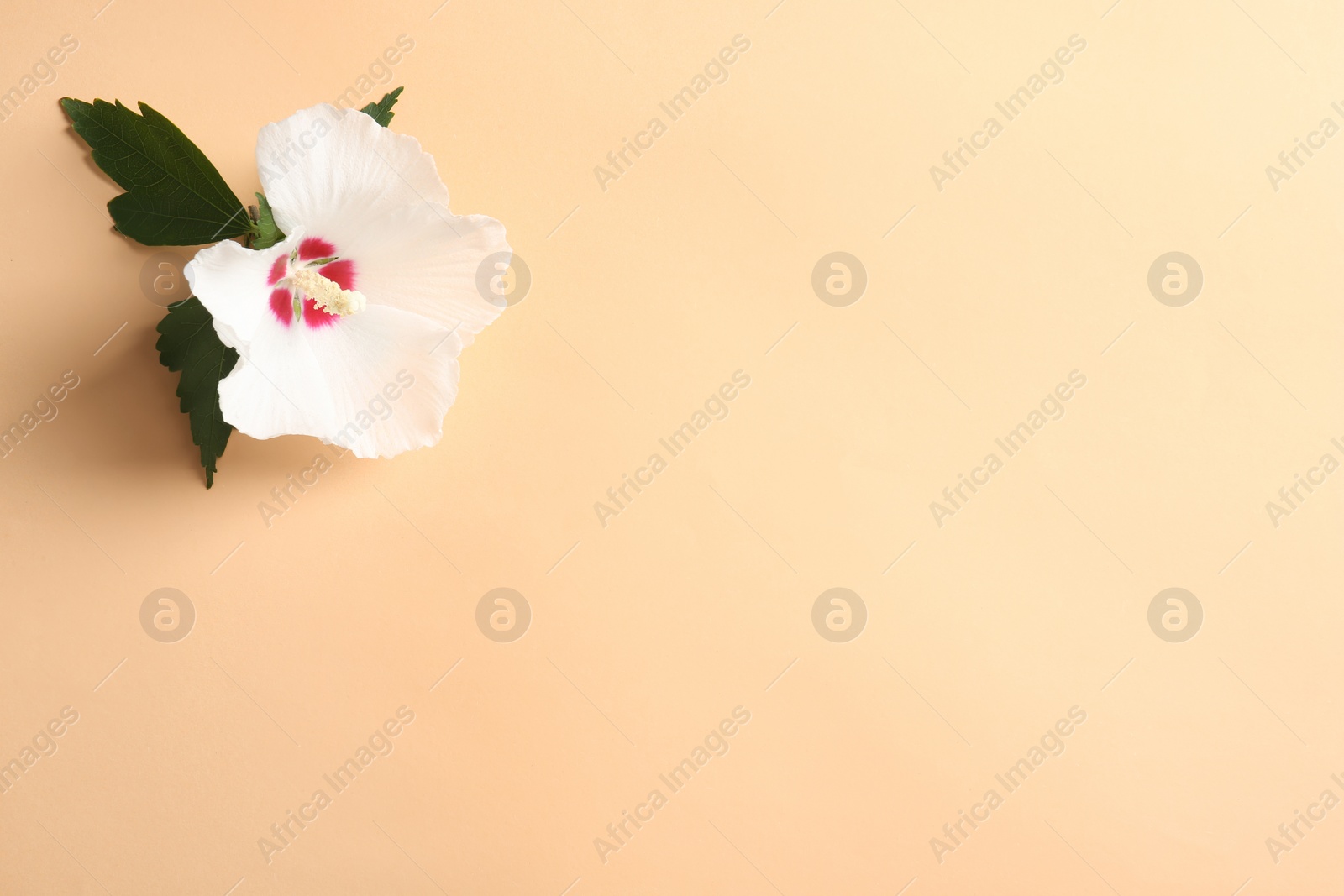 Photo of Beautiful tropical Hibiscus flower on color background with space for design, top view