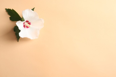 Photo of Beautiful tropical Hibiscus flower on color background with space for design, top view