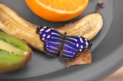Beautiful blue wave butterfly on bowl with fruits, closeup