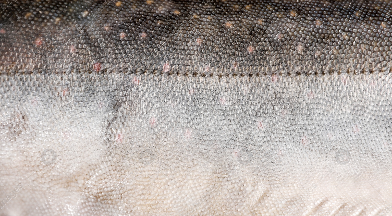 Photo of Fresh raw organic fish as background, closeup