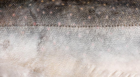 Photo of Fresh raw organic fish as background, closeup