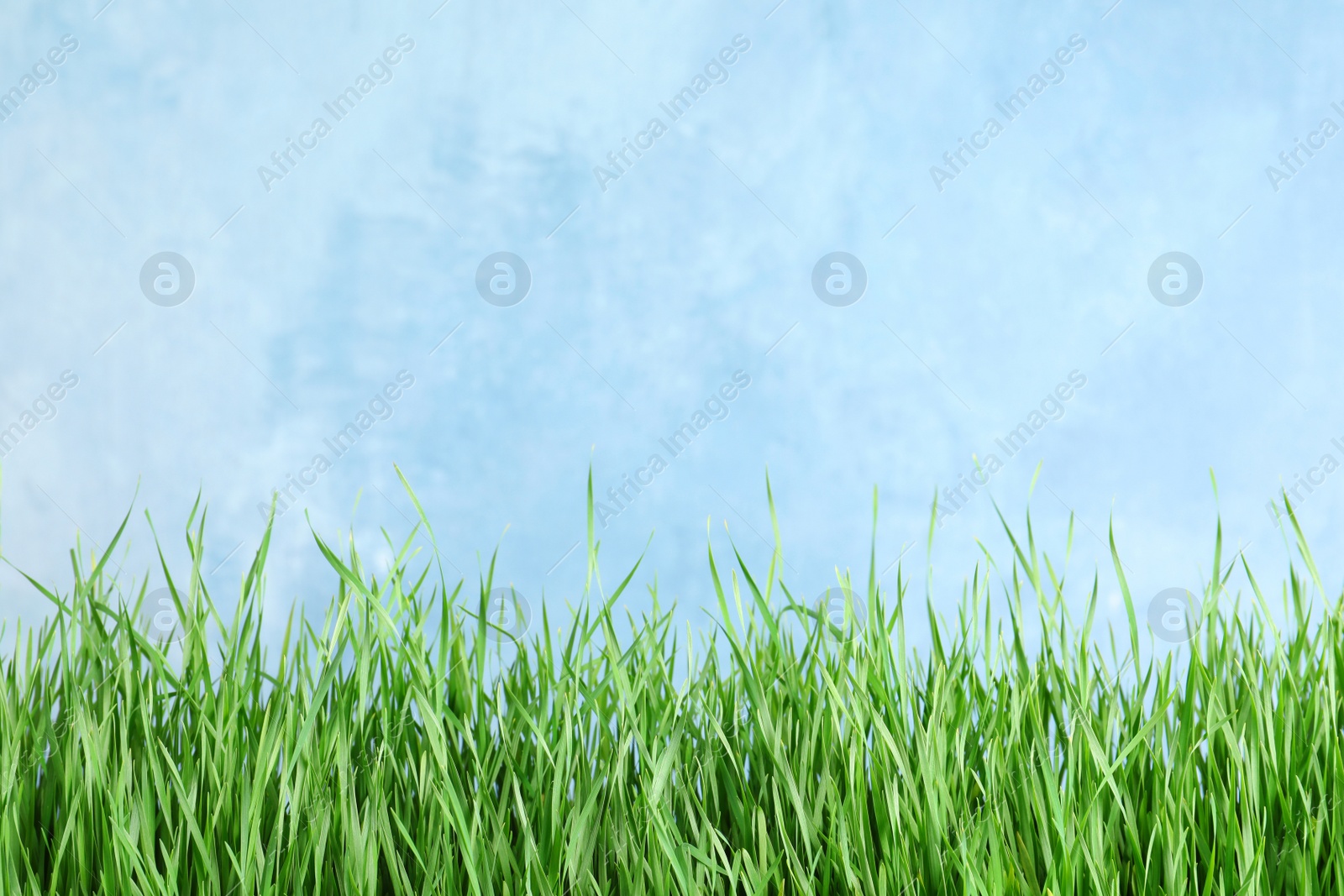 Photo of Fresh green grass near light blue fence. Space for text