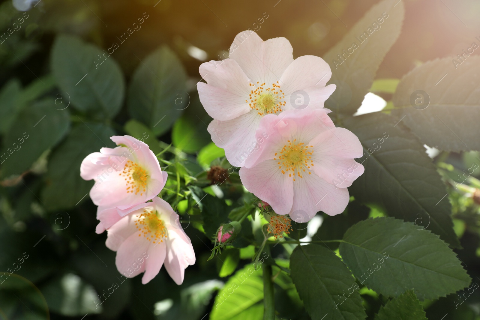 Photo of Beautiful blooming rose hip flowers on bush outdoors