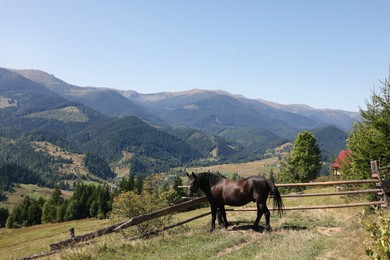 Photo of Black horse grazing on green pasture in mountains
