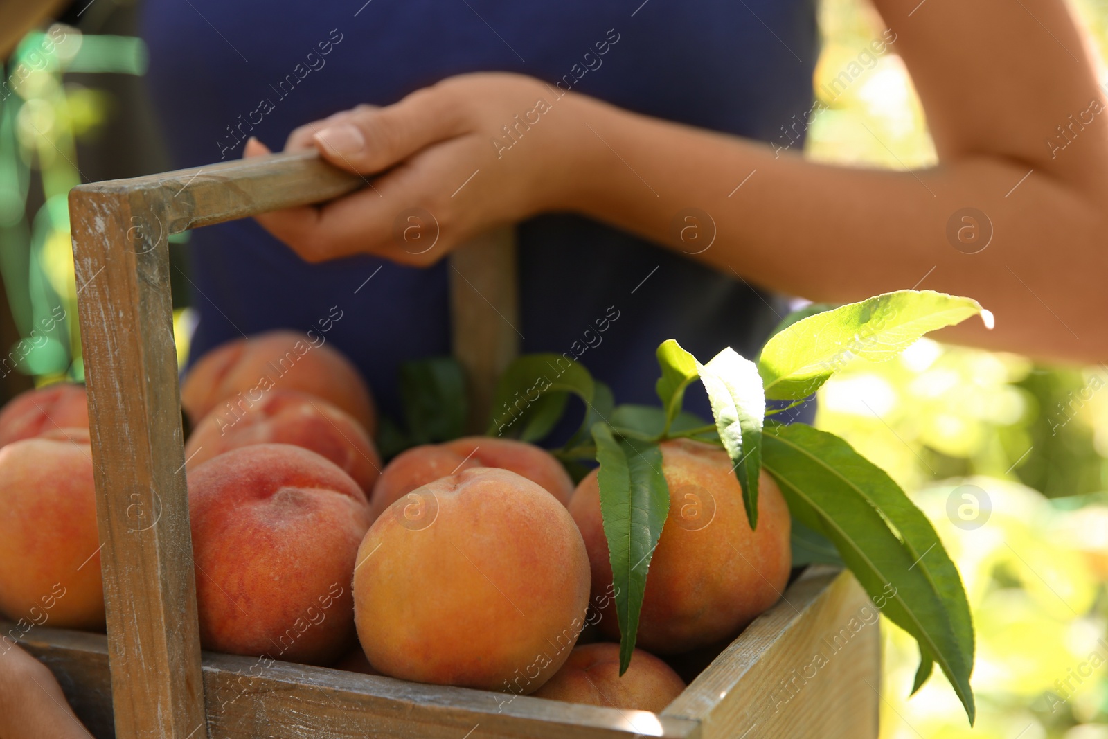 Photo of Woman holding wooden basket with ripe peaches outdoors, closeup