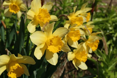 Photo of Beautiful yellow daffodils growing outdoors on spring day